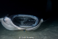 Manta feeding, night dive Maldives by Todd Moseley 
